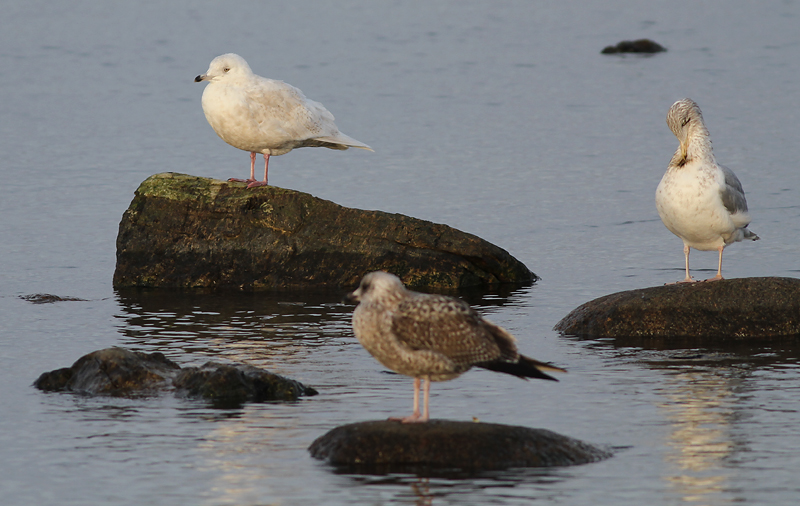 Vitvingad trut - Iceland Gull  (Larus glaucoides)