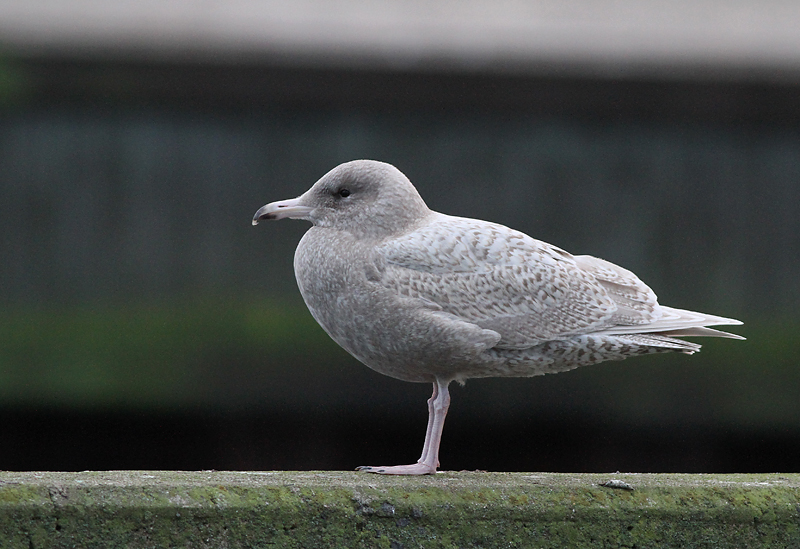 Vittrut - Glaucous Gull  (Larus hyperboreus)