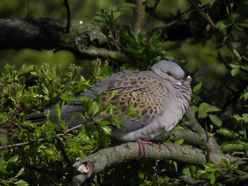 Turturduva - Turtle Dove  (Streptopelia turtur)