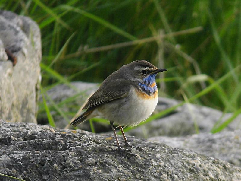 Blåhake - Bluethroat (Luscinia svecica)