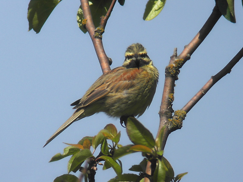 Häcksparv - Cirl Bunting (Emberiza cirlus)