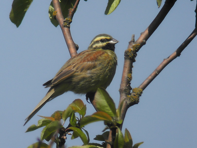 Häcksparv - Cirl Bunting (Emberiza cirlus)