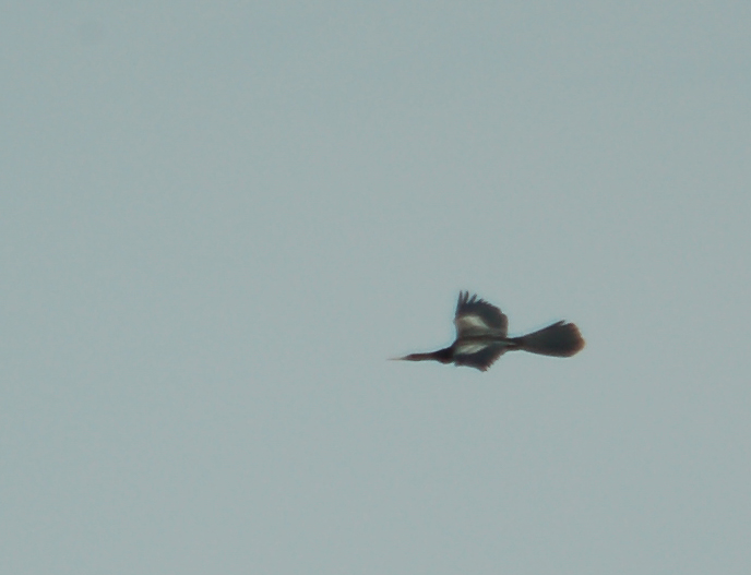 Anhinga