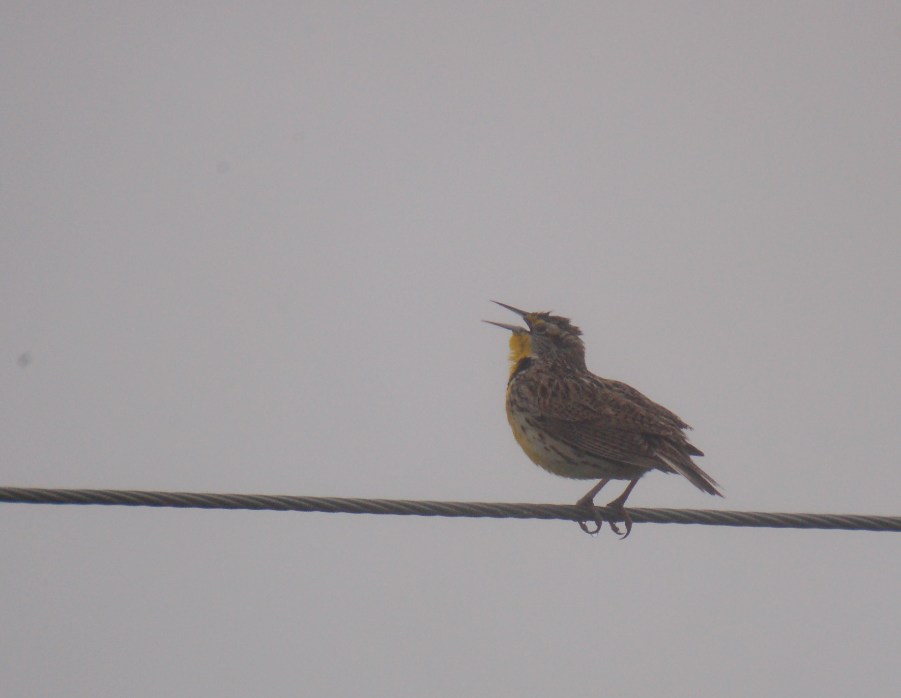 Western Meadowlark