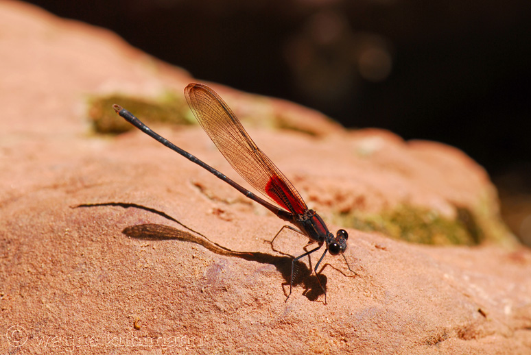 Red Dragonfly