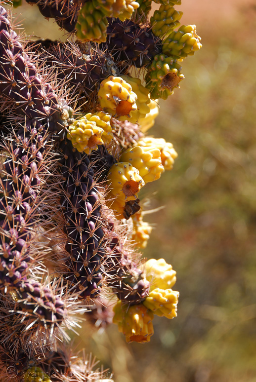 Chapel Cactus