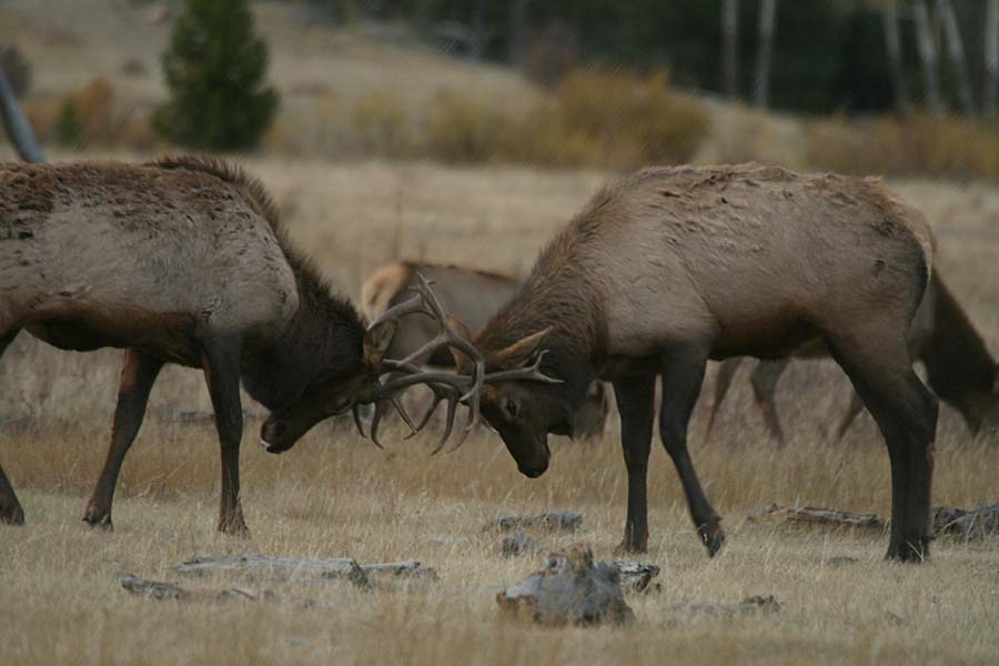 IMG0867_Elk Spar