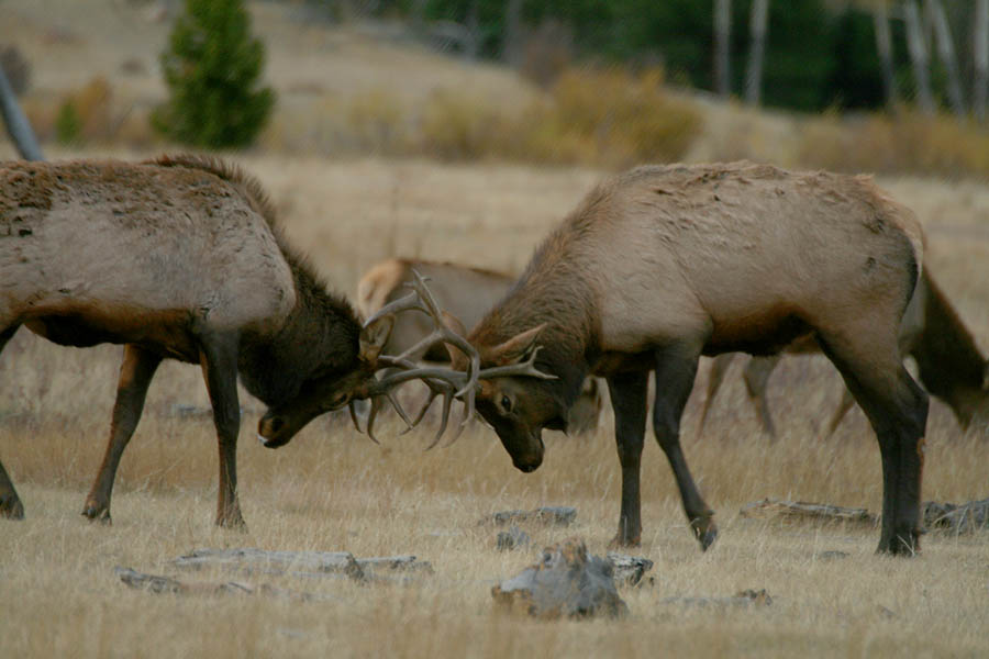 IMG0867_RMNP_ELKLOKANTLRS1PB.jpg