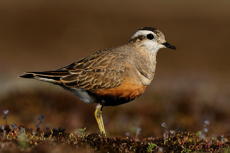 Morinelplevier / Dotterel