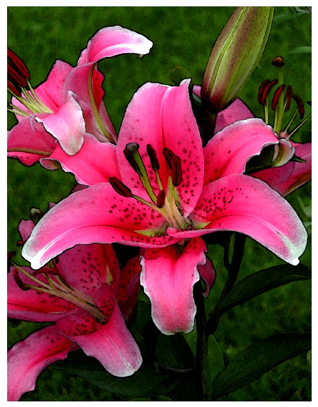 Pink Lily