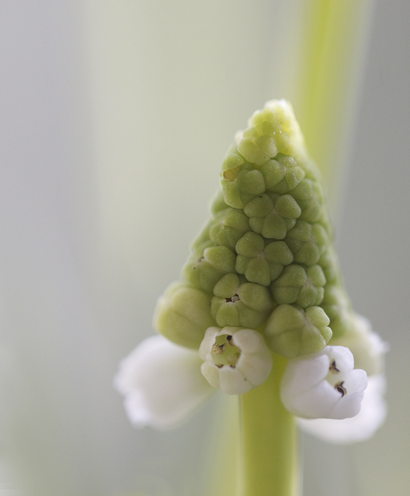 Witte druifjes.