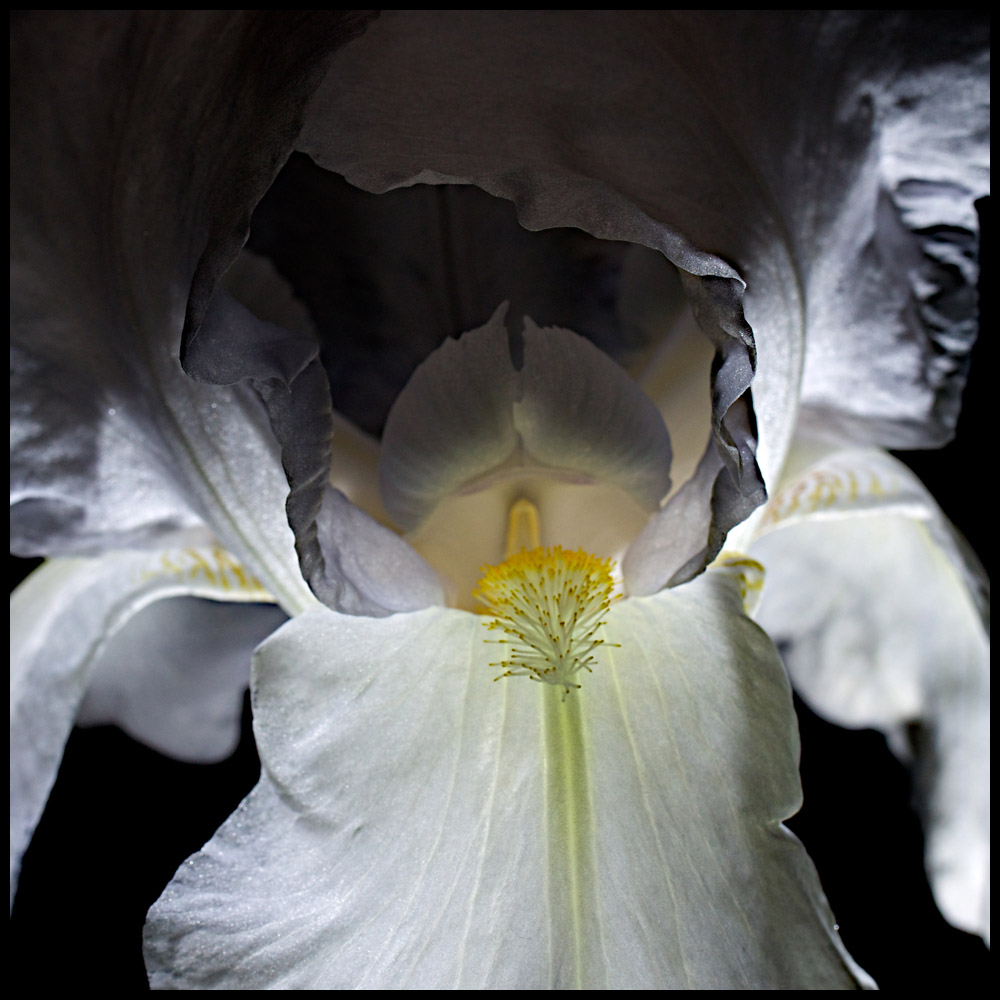 Bearded Iris