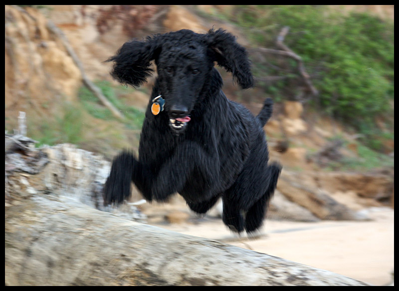 Oh, to Run and Jump at the Beach!!