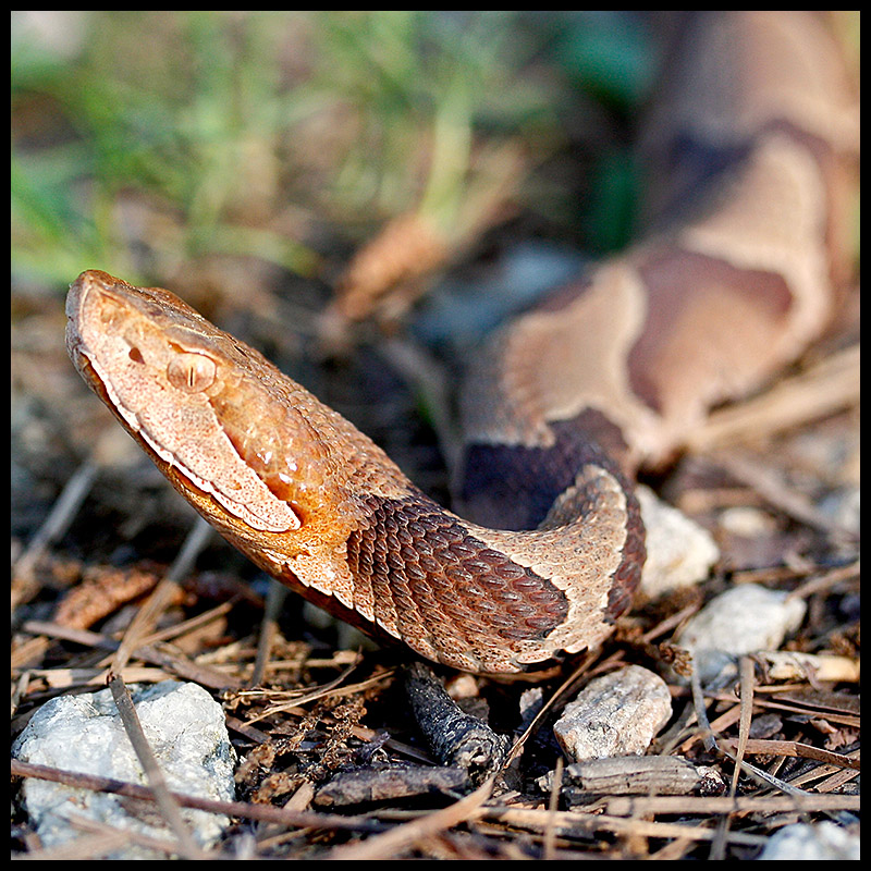 Copperhead - Too Close for Comfort?