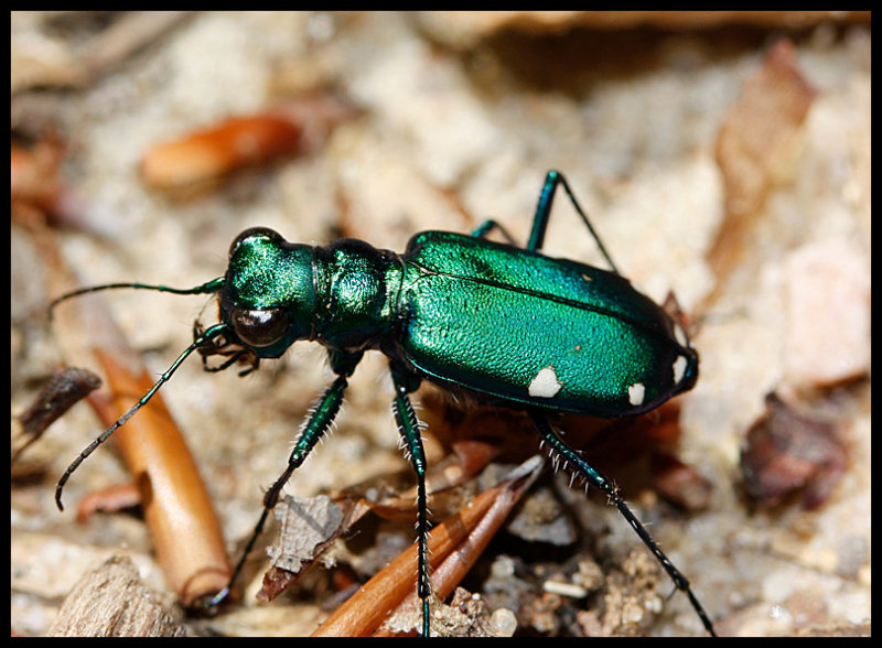The Emerald Beetle