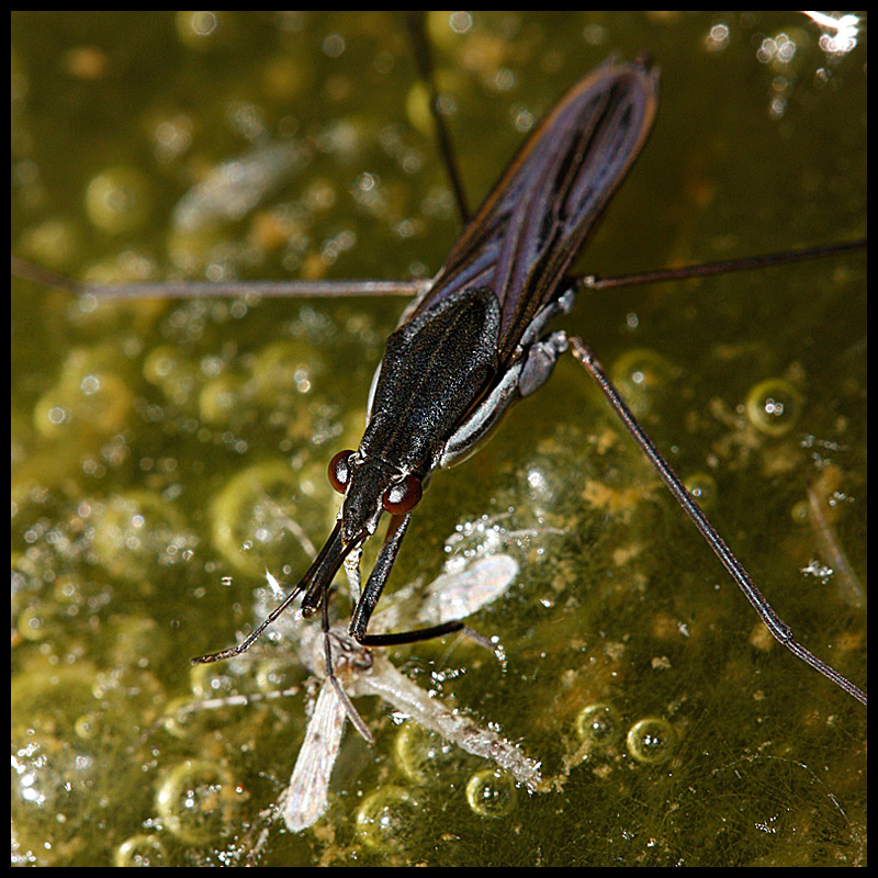 Water Strider/Skimmer (Gerridae) and Meal (Dragonfly)