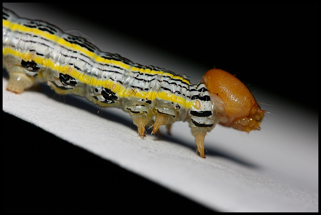 Caterpillar