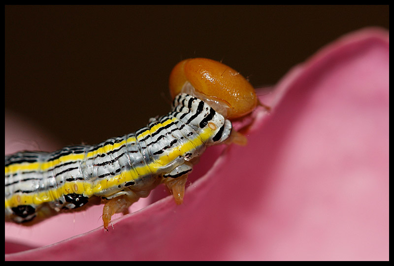 Insect Erotica