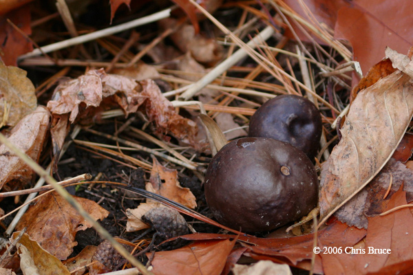 Unknown Puffball Fungi Species