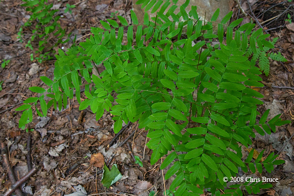 Royal Fern (<i>Osmunda regalis</i>)