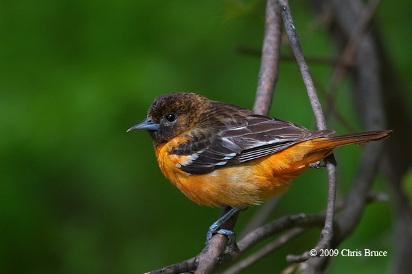 Baltimore Oriole (female)