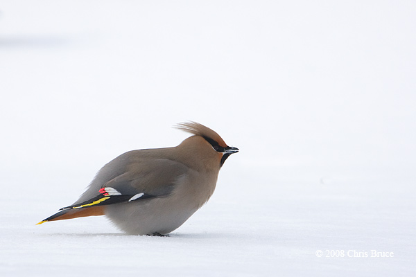 Bohemian Waxwing