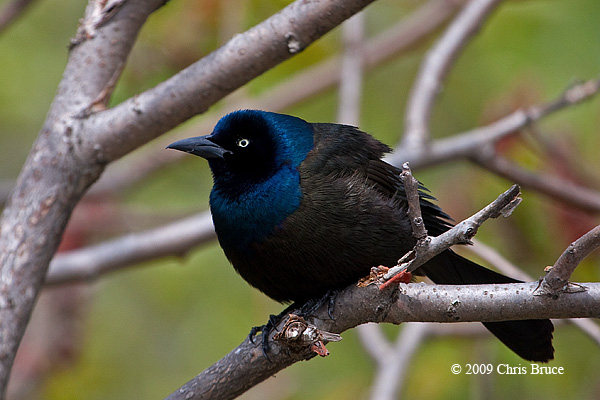 Common Grackle