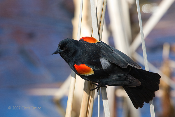 Red-winged Blackbird (male)