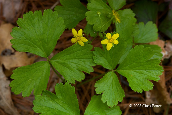 Barren Strawberry (<i>Waldsteinia fragarioides</i>)