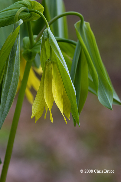 Large-flowered Bellwort (<i>Uvularia grandiflora</i>)