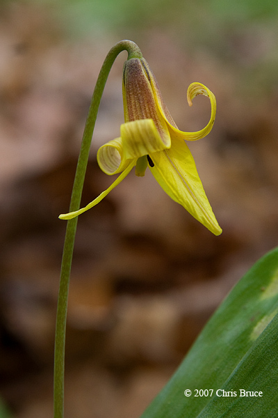 Trout Lily (<i>Erythronium americanum</i>)