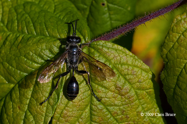Thread-waisted Wasp (<i>Isodontia mexicana</i>)