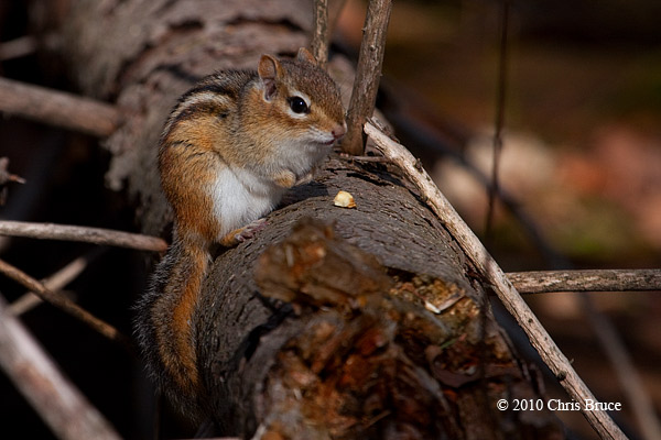 Eastern Chipmunk