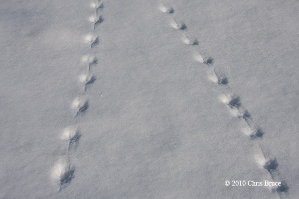 Meadow Vole tracks