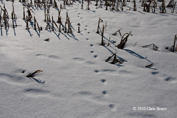 Red Fox tracks