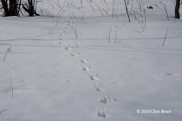 Turkey tracks