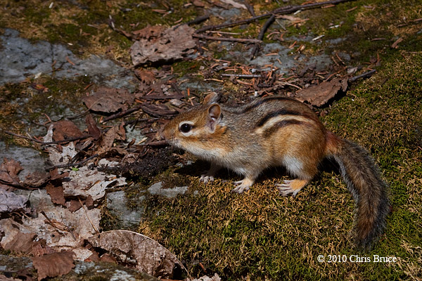 Eastern Chipmunk