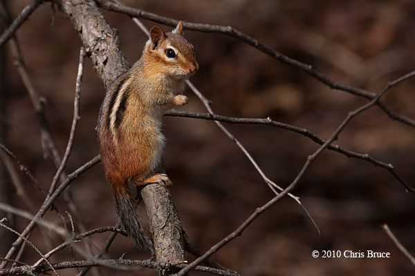 Chippy, Interrupted