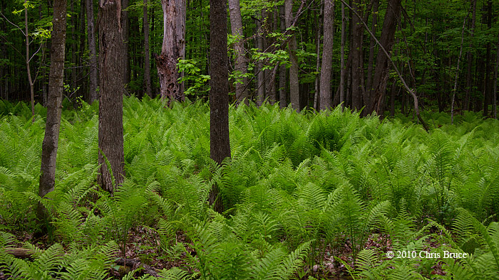 Forest of Ferns (Ostrich Fern)