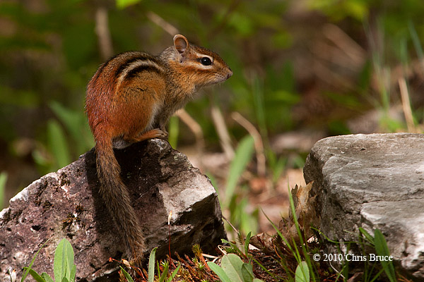 Eastern Chipmunk