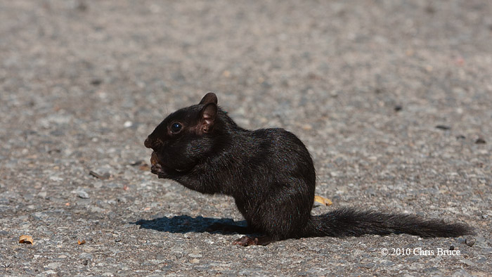 Black (melanistic) Eastern Chipmunk