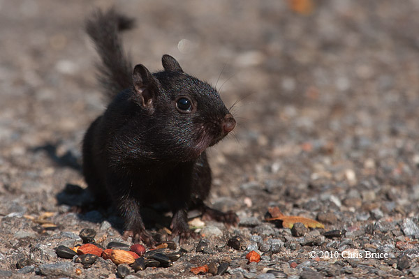 Black (melanistic) Eastern Chipmunk