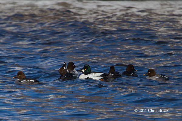 Common Goldeneyes