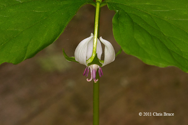 Nodding Trillium (<em>Trillium cernuum</em>)
