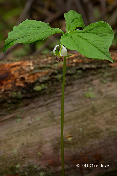 Nodding Trillium (<em>Trillium cernuum</em>)