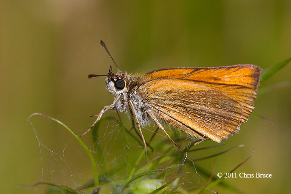 Delaware Skipper (<em>Anatrytone logan</em>)