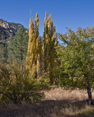 Oak Creek Canyon Cave Springs