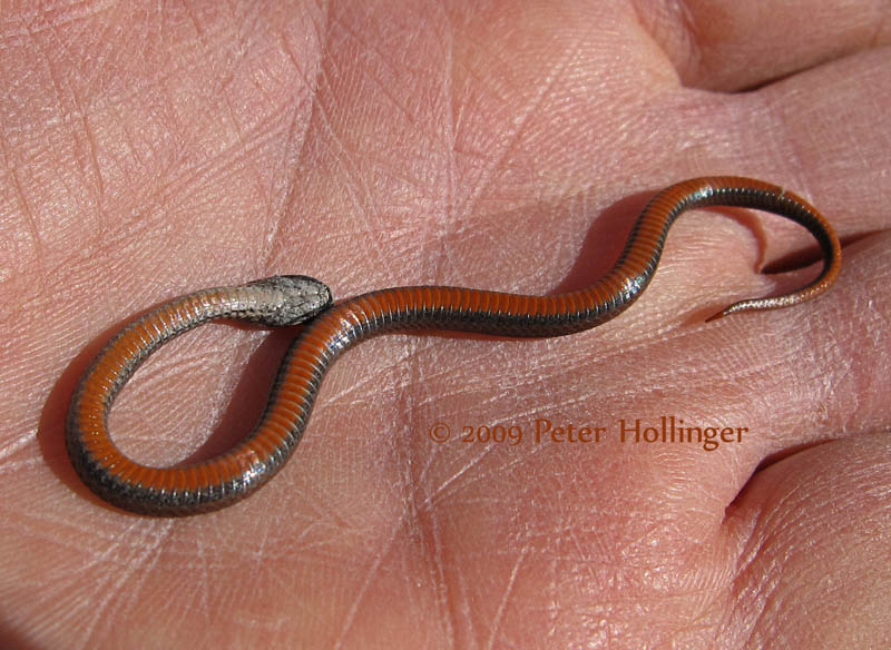 Red Bellied Snake Belly