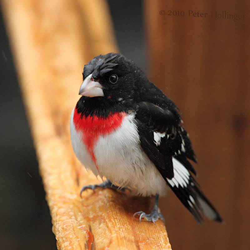 Wet Grosbeak