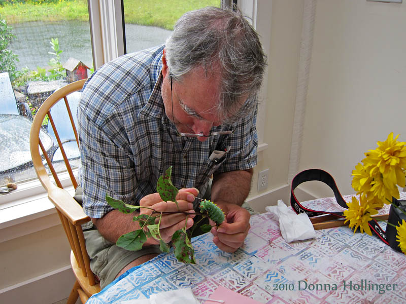 Picking Tachinid Eggs off the Cecropia Moth Caterpillar